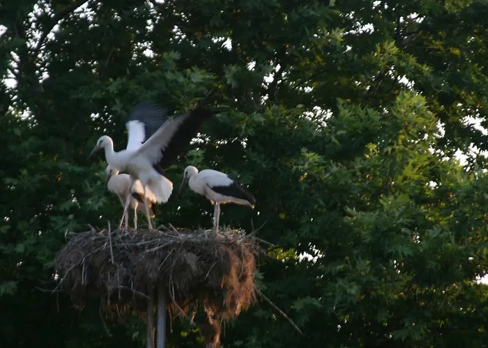 度假村 Bukor Shtepi Magnolia Mandrica