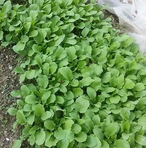 Bukor Shtepi Magnolia 度假村