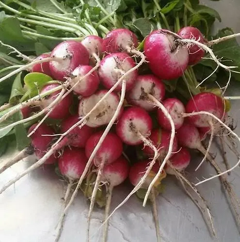 Bukor Shtepi Magnolia 4* Mandrica