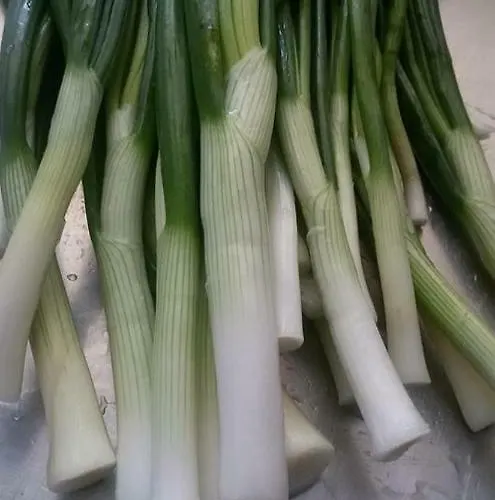 度假村 Bukor Shtepi Magnolia 4*